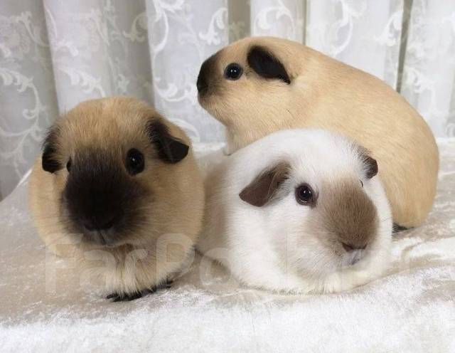 Калифорнийская морская свинка