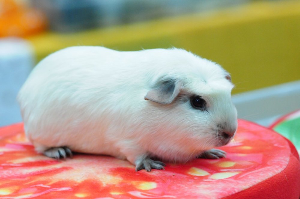 Морская свинка Панда