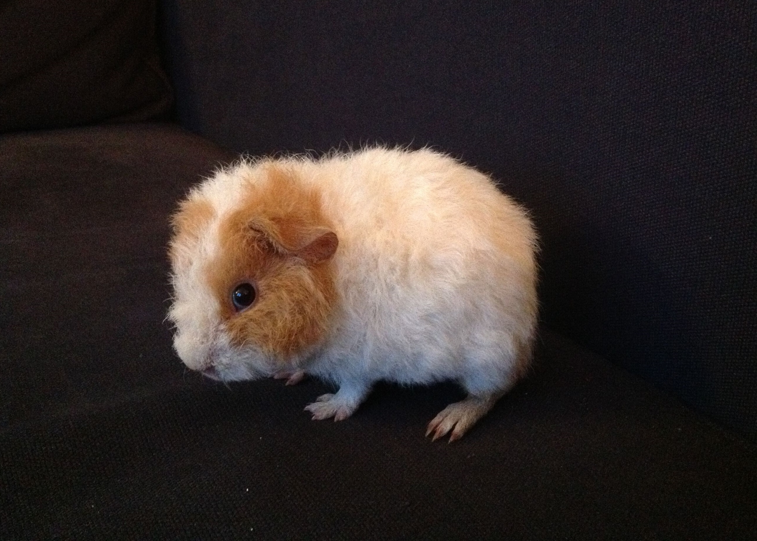 Морская свинка Тедди